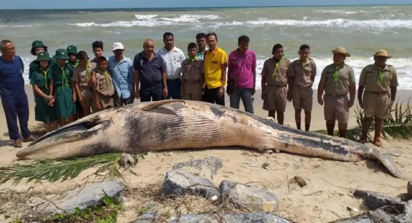 Dead whales on Songkhla beaches 