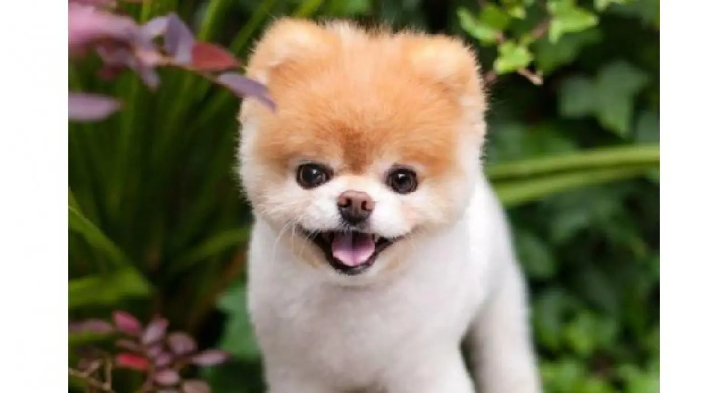 ‘World’s cutest dog’ Boo dies ‘World’s cutest dog’ Boo dies