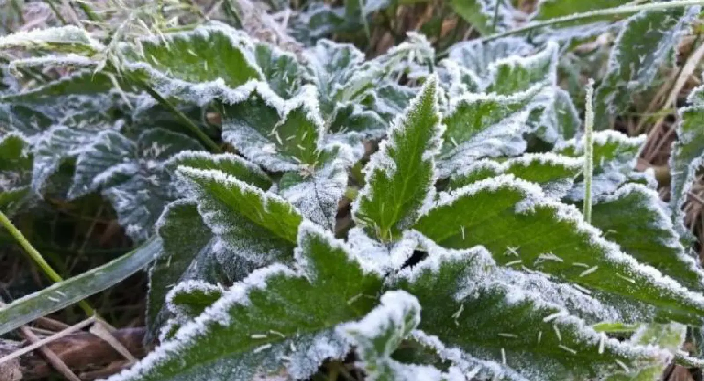 Early-bird tourists treated to frost and golden mist on Doi Inthanon Early-bird tourists treated to frost and golden mist on Doi Inthanon