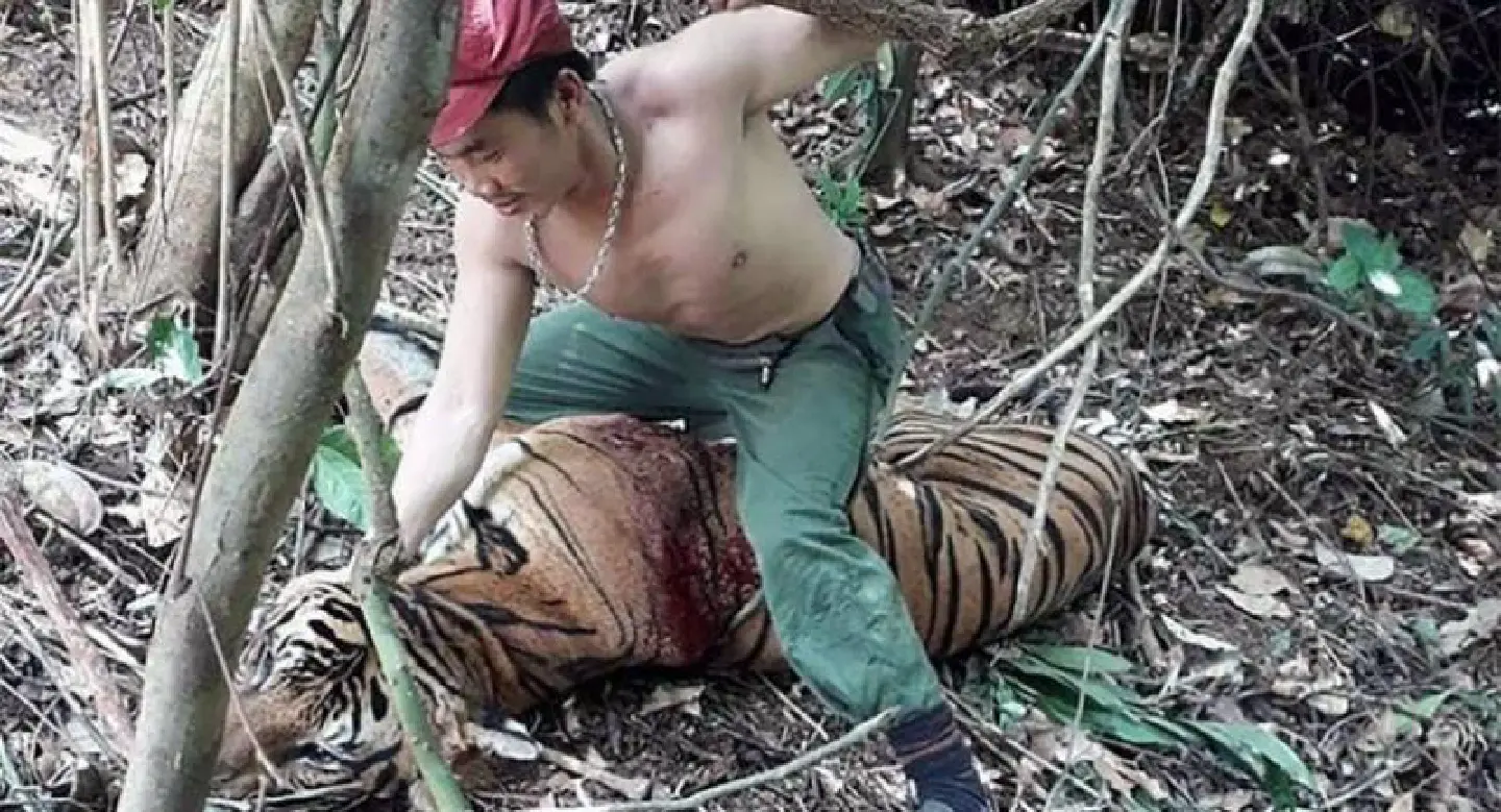 Investigation finds Thai wild tigers  targeted by foreign professional gangs