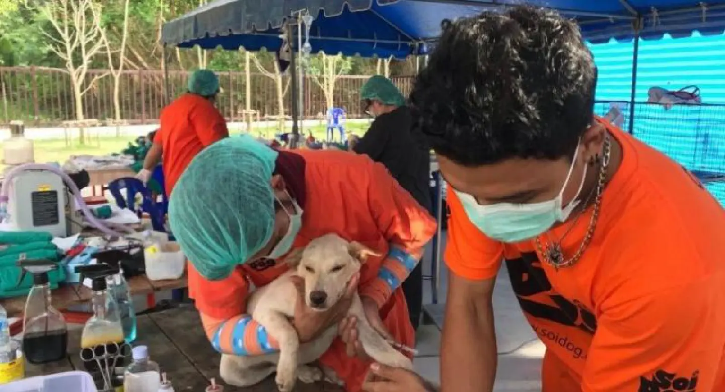 Soi Dog’s mobile clinic kicks off in Phuket, starting in Rawai Soi Dog’s mobile clinic kicks off in Phuket, starting in Rawai