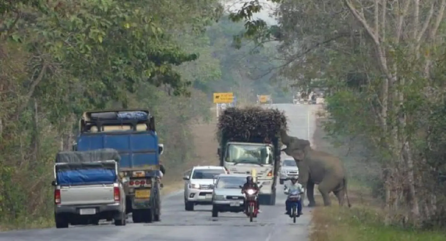 Motorists warned of smart elephants stealing food from vehicles on Chachoengsao road