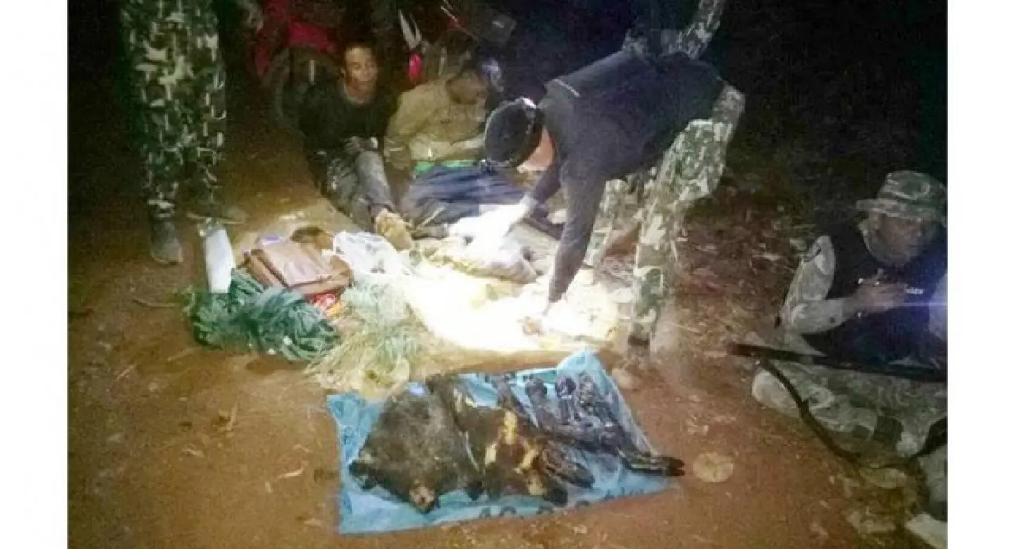 Alleged poachers with wild boar flesh arrested Alleged poachers with wild boar flesh arrested
