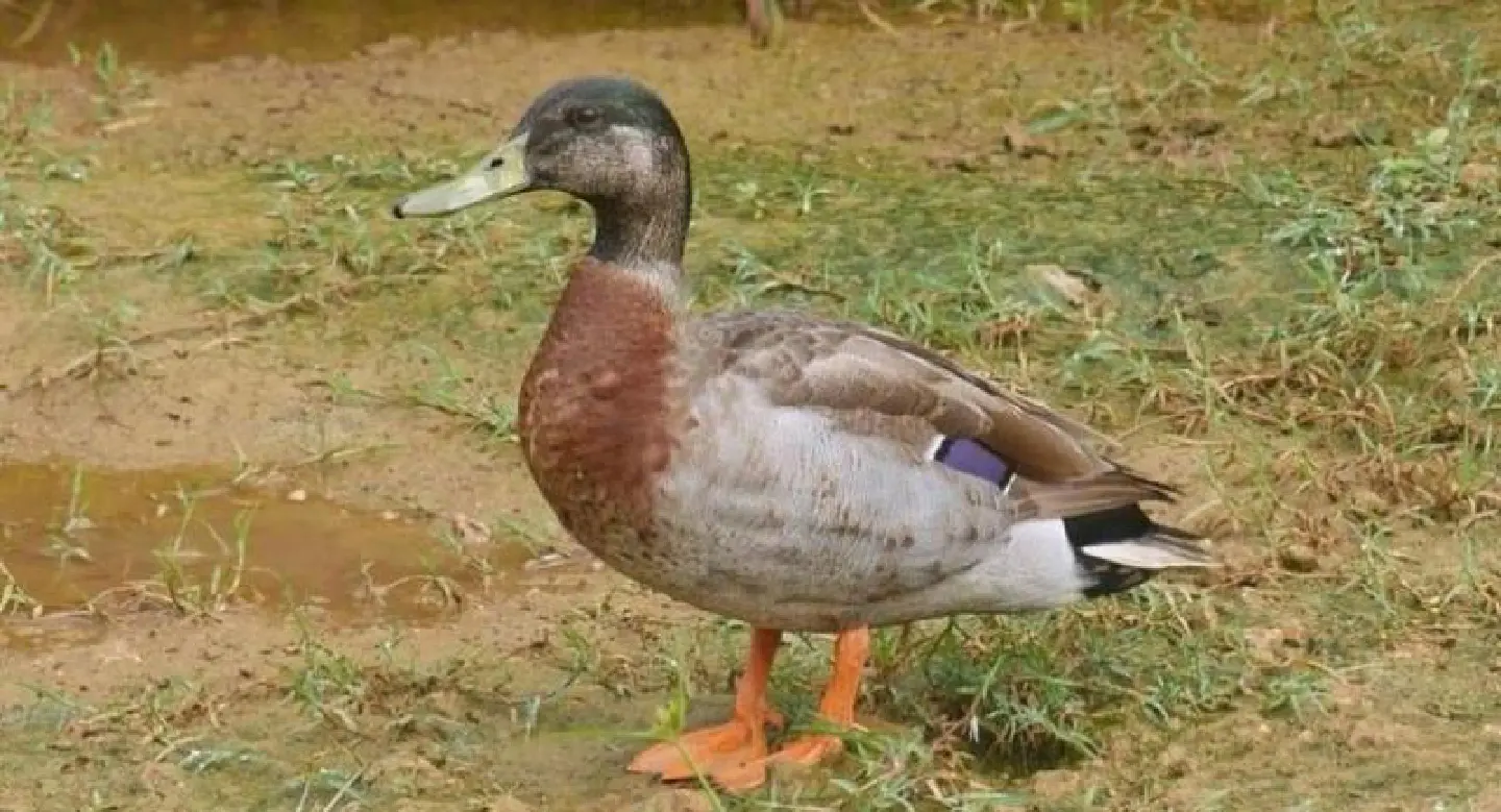 'World's loneliest duck' Trevor dies on tiny Niue