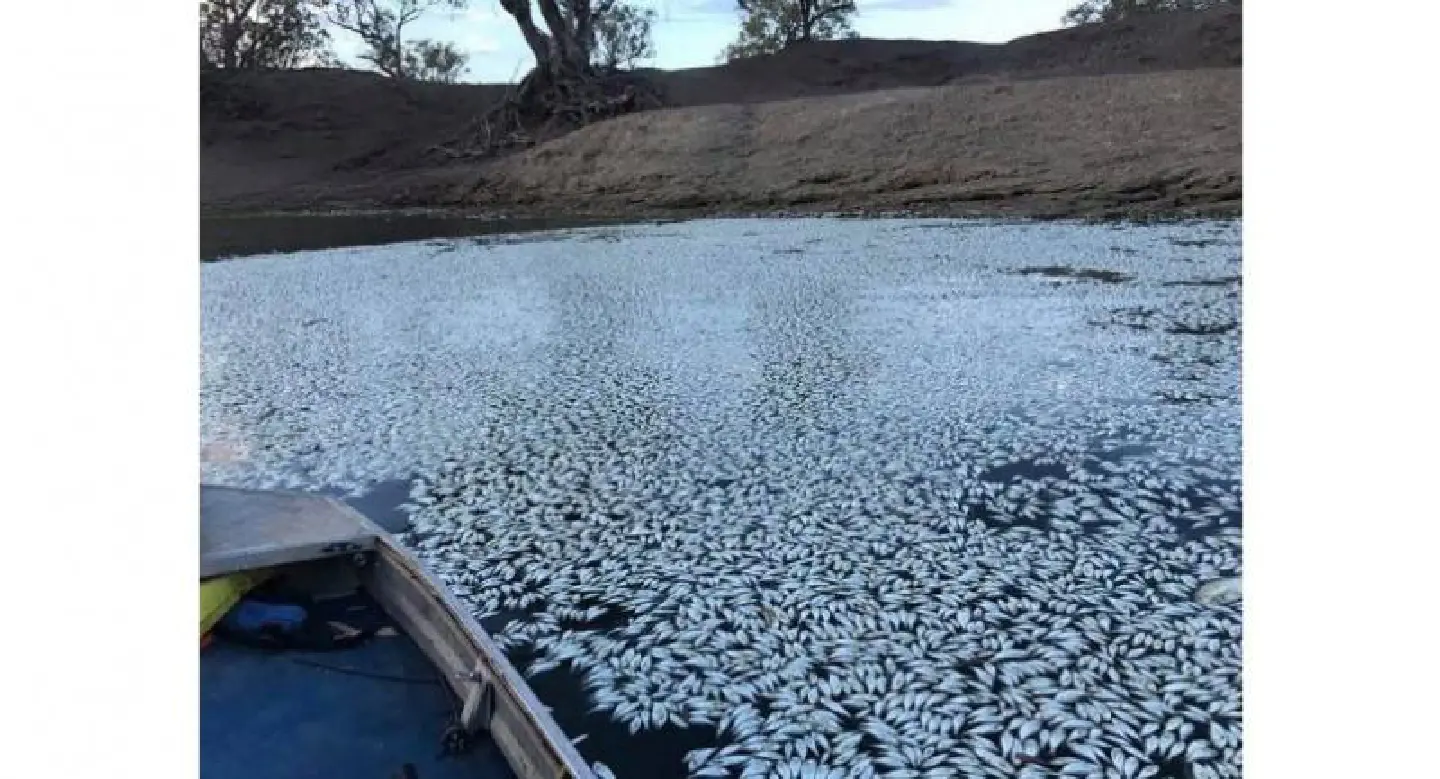 Sea of white: 'Hundreds of thousands' of fish dead in Australia