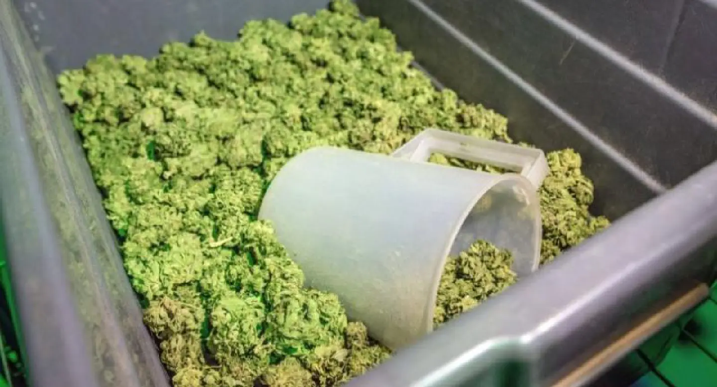 Experts warn of loophole in NCPO’s order on cannabis