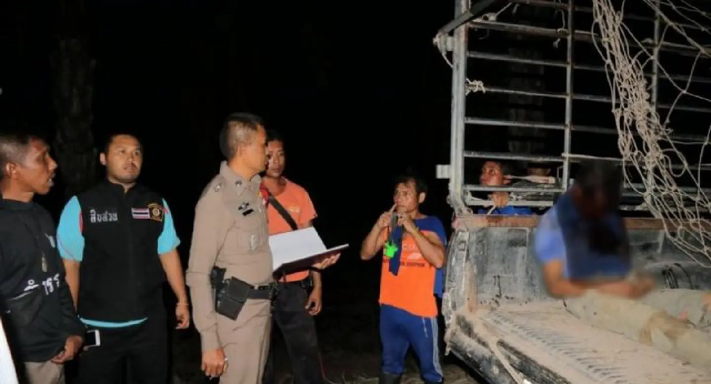 Phang Nga man kicked to death by domestic elephant Phang Nga man kicked to death by domestic elephant