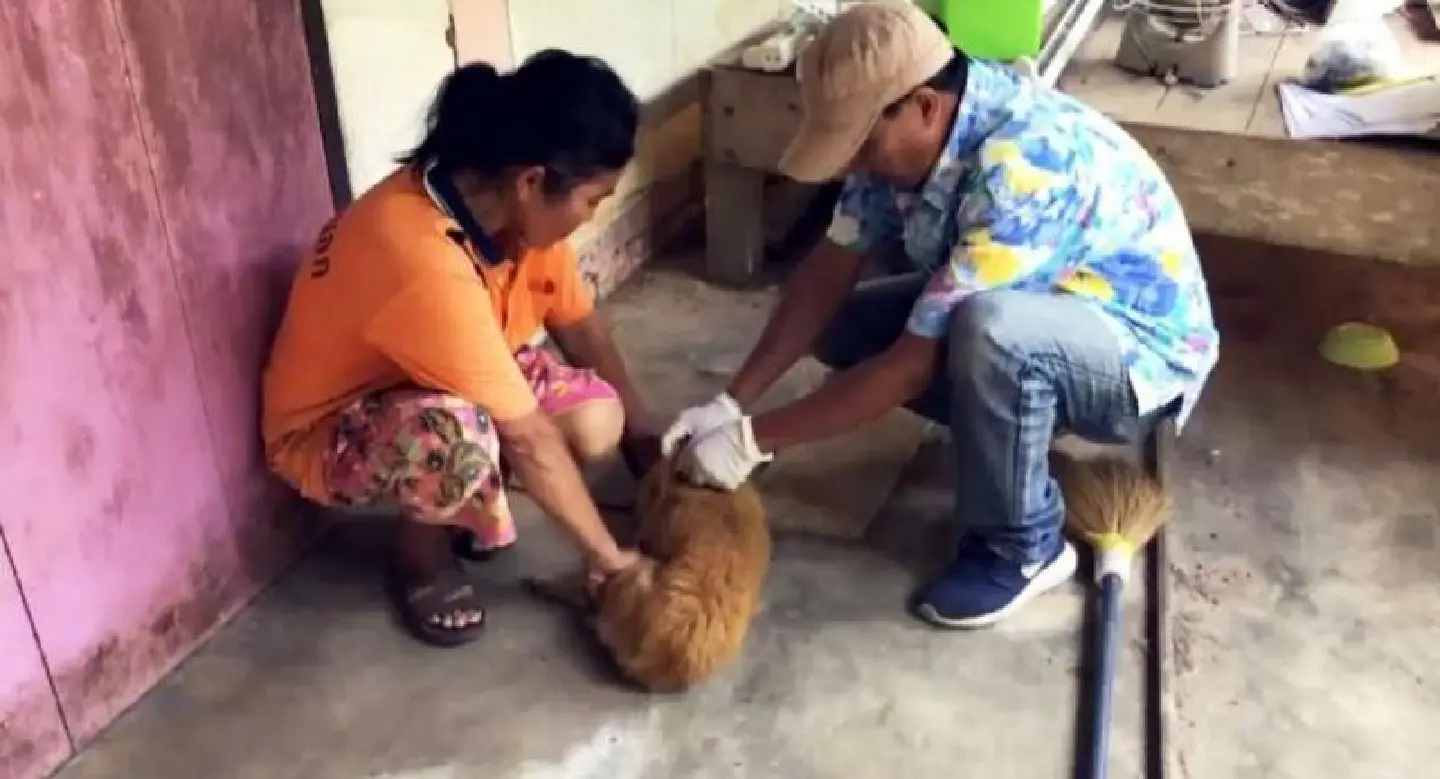Pets vaccinated in Krabi after dog dies of rabies Pets vaccinated in Krabi after dog dies of rabies