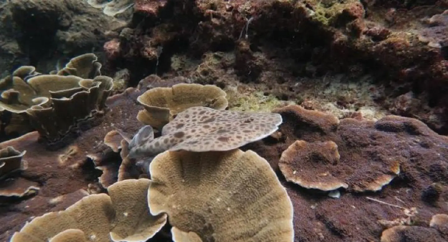 Conservationists call for the protection of guitarfish and electric rays