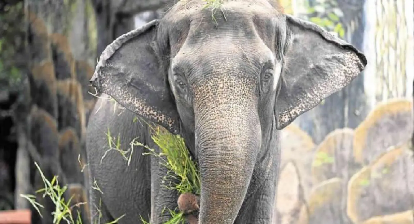 Workers, volunteers cheer up Mali as zoo remains shut Workers, volunteers cheer up Mali as zoo remains shut