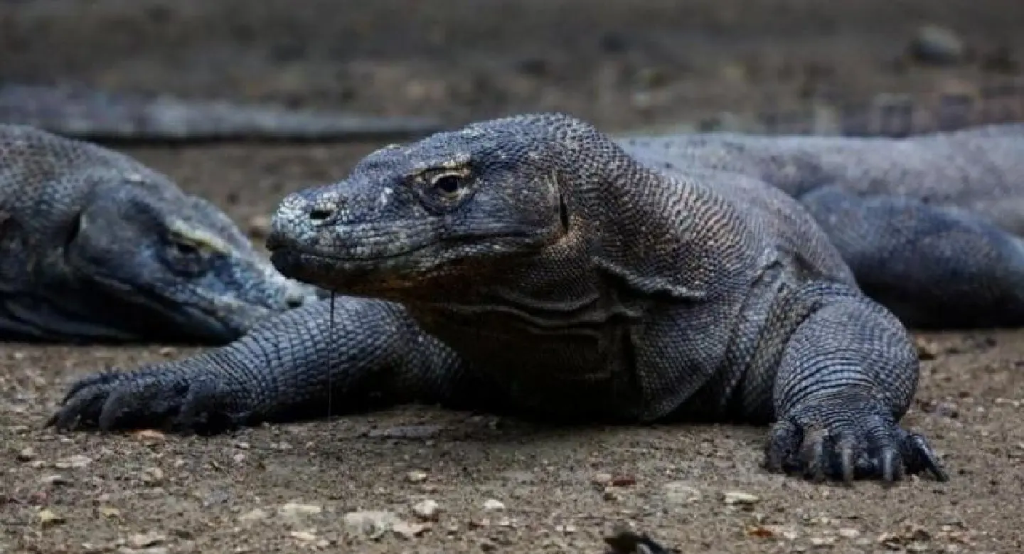 Komodo park temporary closure 'irrelevant’, says tourism minister