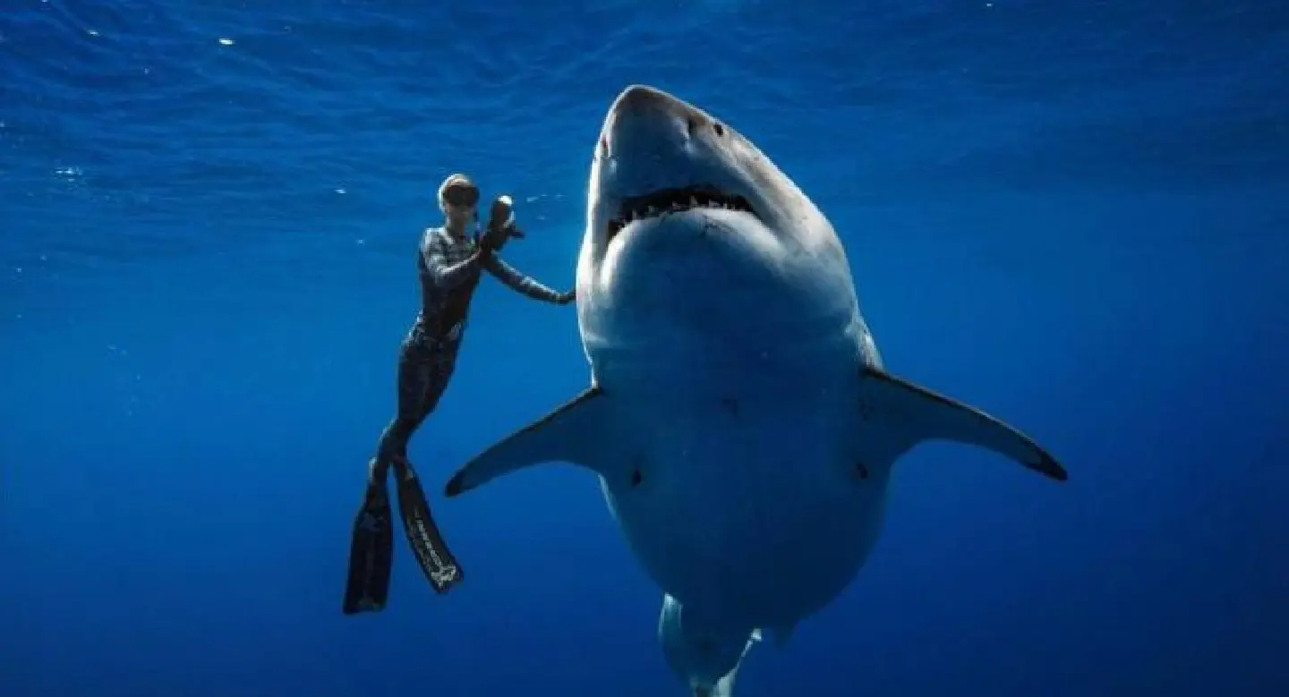 Australian researchers test shark bite-resistant wetsuit