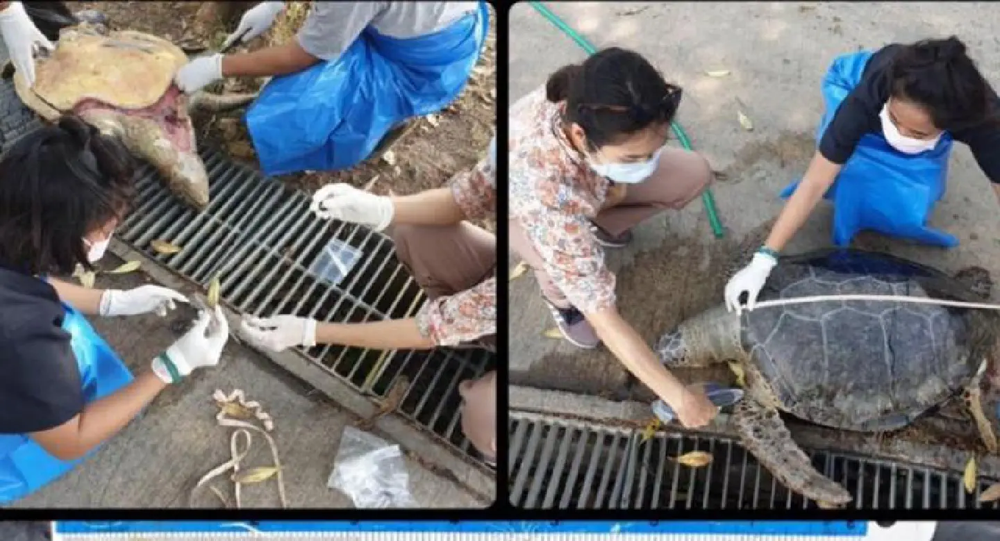 Green turtle found dead on Bang Saen beach