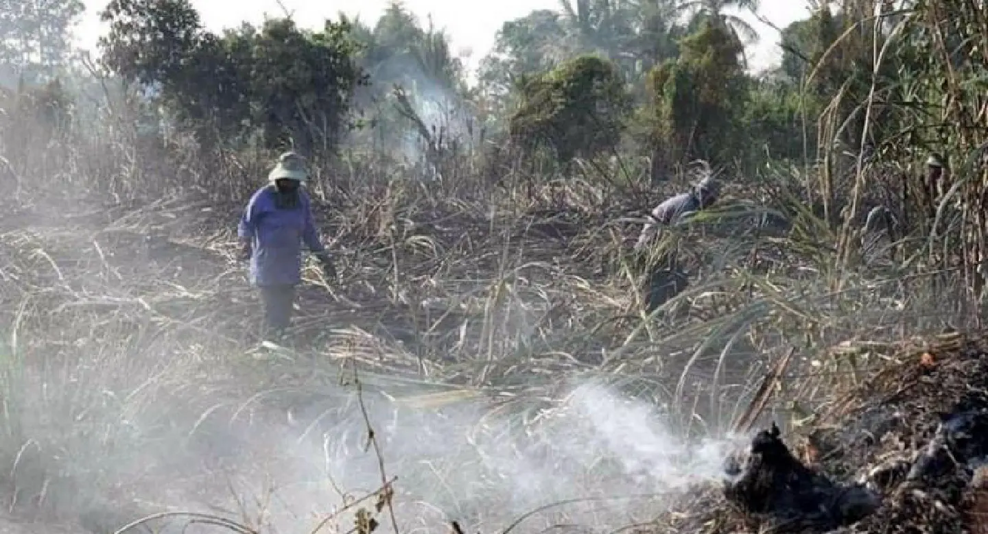 Burning sugarcane fields choke Khon Kaen Burning sugarcane fields choke Khon Kaen