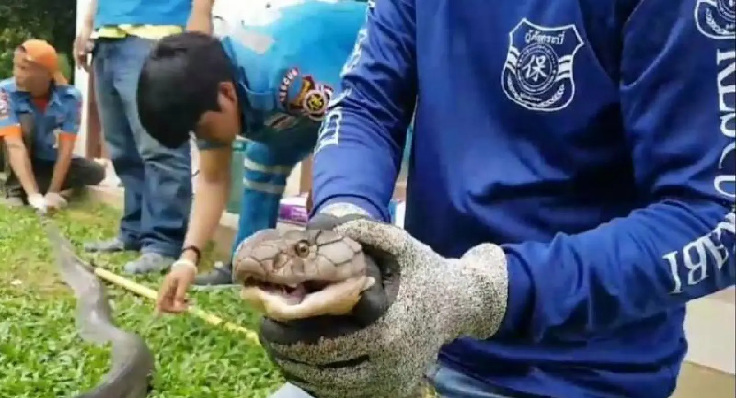 5m king cobra caught in Krabi restaurant
