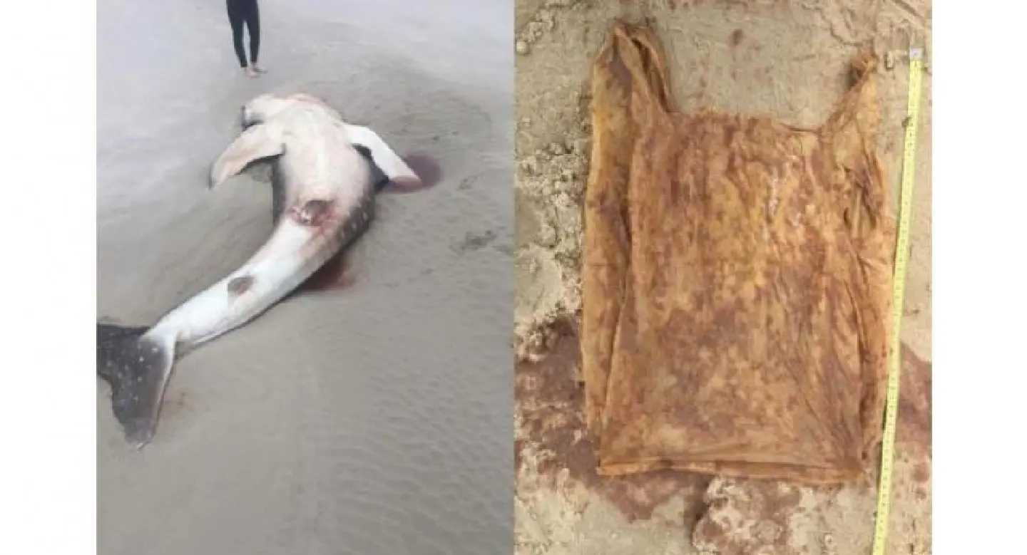 Plastic bag causes death of whale shark in Sabah
