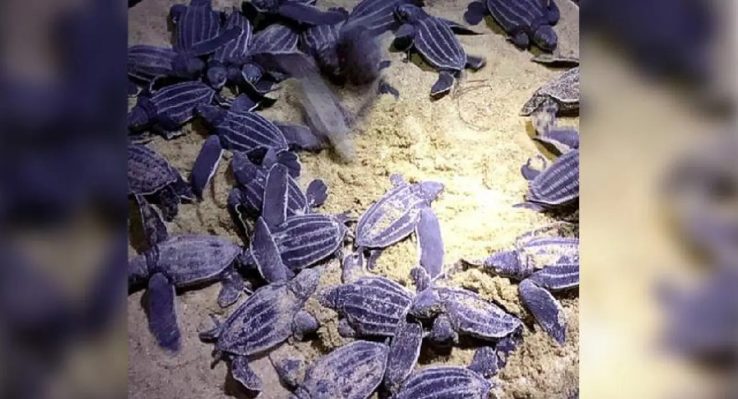 48 newborn leatherbacks released into sea off Phang-Nga 48 newborn leatherbacks released into sea off Phang-Nga