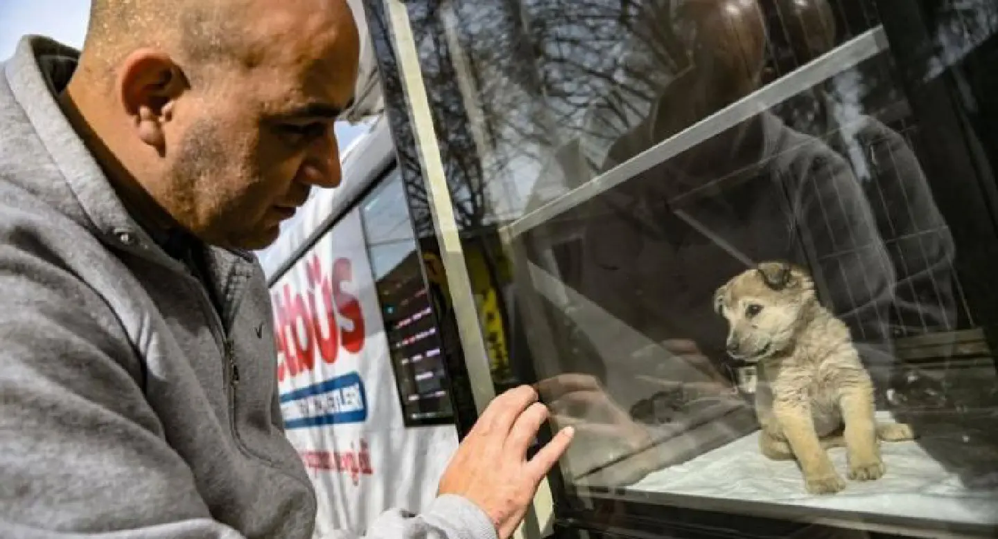 From culling to compassion: How one city collared its stray-animal crisis From culling to compassion: How one city collared its stray-animal crisis