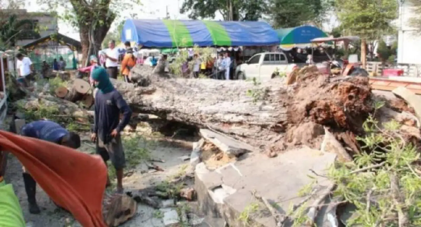 District official killed as ancient tamarind tree comes crashing down in Yasothon District official killed as ancient tamarind tree comes crashing down in Yasothon