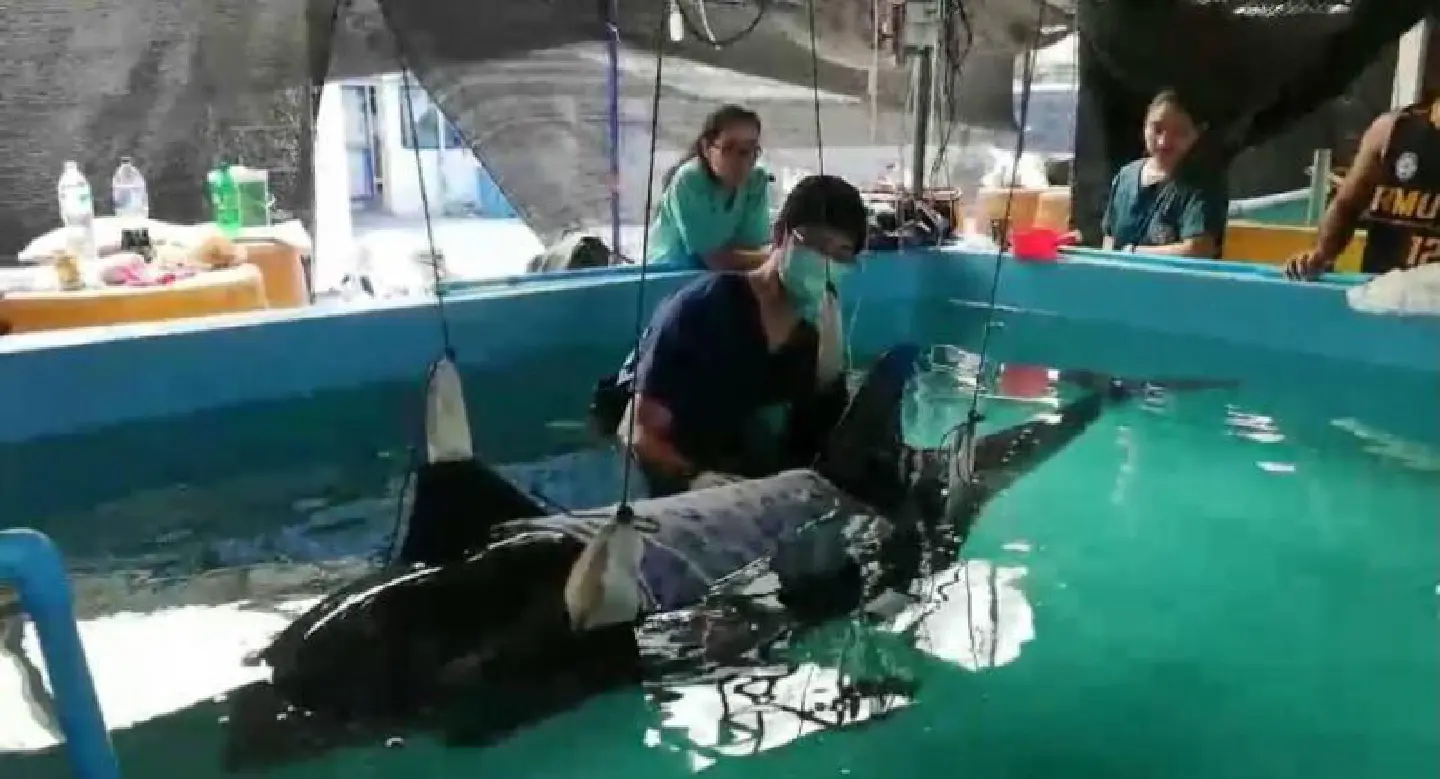 Beached Risso’s dolphin rescued in Krabi Beached Risso’s dolphin rescued in Krabi