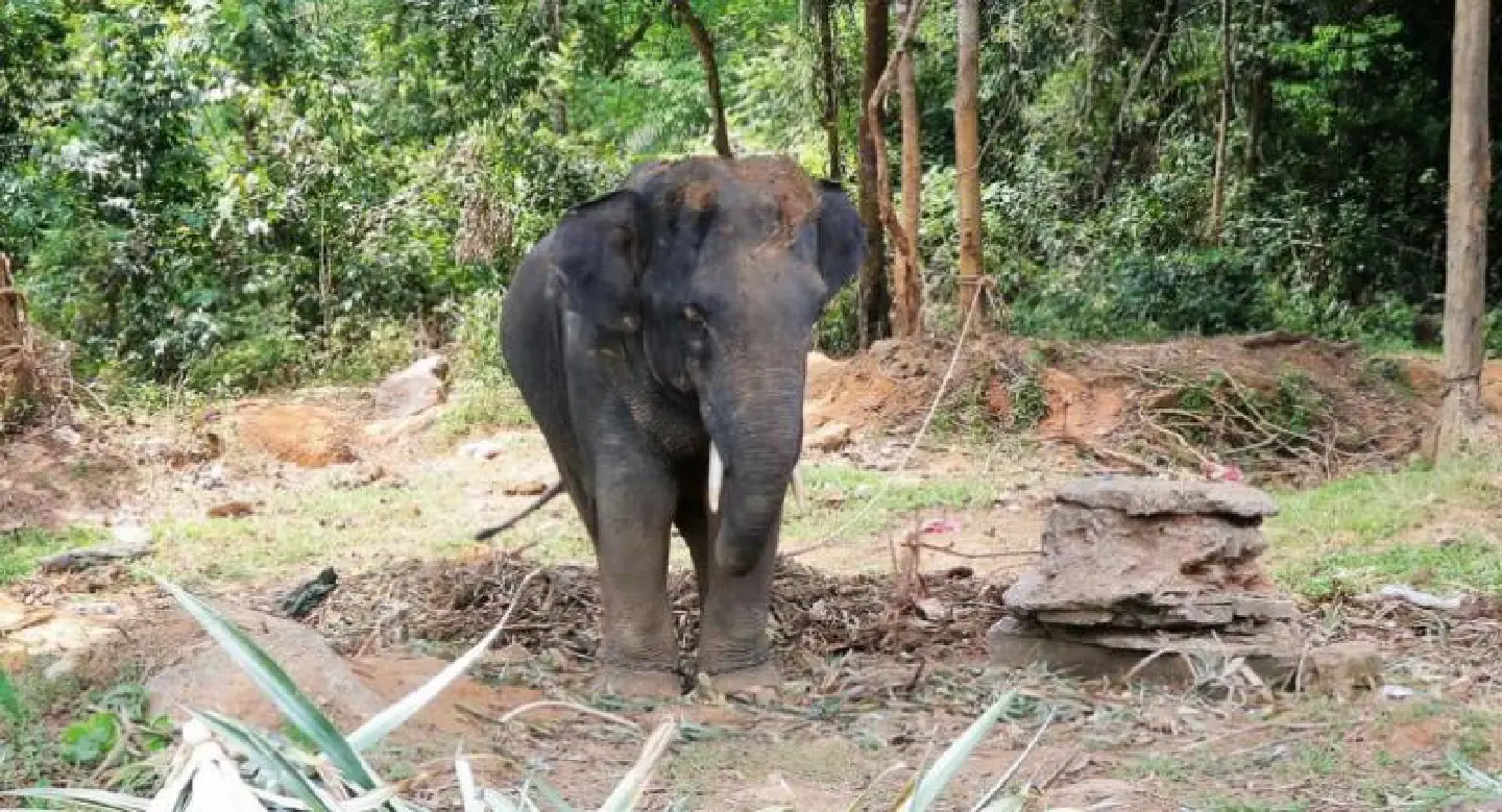 Italian tourist seriously injured in goring by bull elephant at private Phang-Nga park