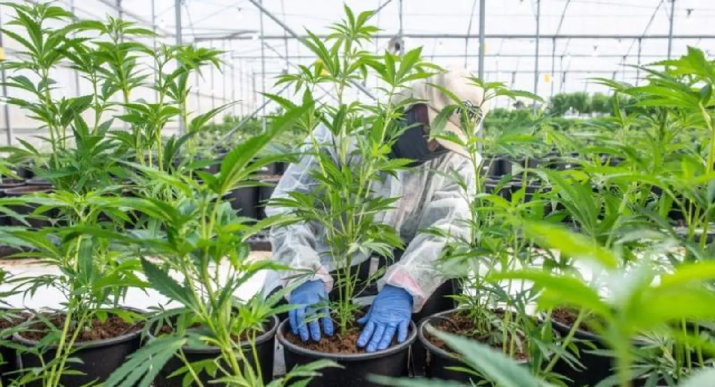 Amended Narcotics Act comes into effect, leaves door open for monopoly, say experts Amended Narcotics Act comes into effect, leaves door open for monopoly, say experts
