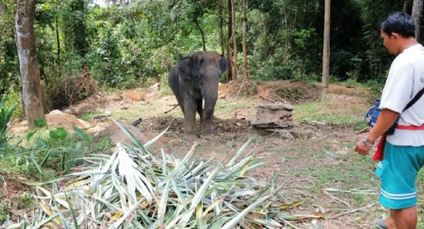 Mahout charged in Phang-Nga after elephant gores tourist Mahout charged in Phang-Nga after elephant gores tourist
