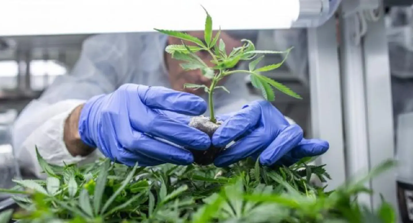Cannabis : Clear guidelines ‘will attract amnesty seekers’ Cannabis : Clear guidelines ‘will attract amnesty seekers’