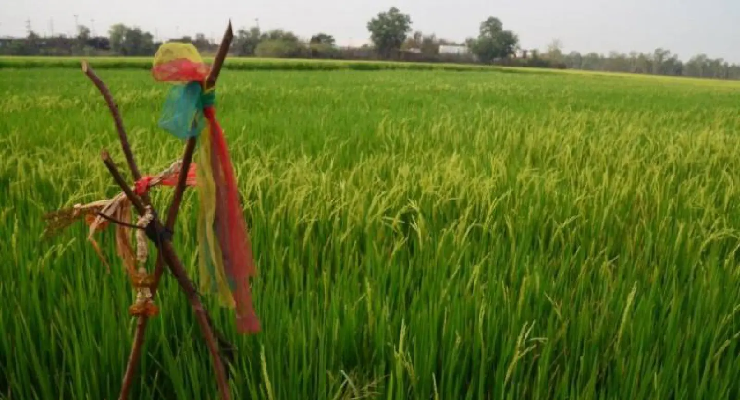 EXCLUSIVE: What went wrong with THE RICE BILL? EXCLUSIVE: What went wrong with THE RICE BILL?
