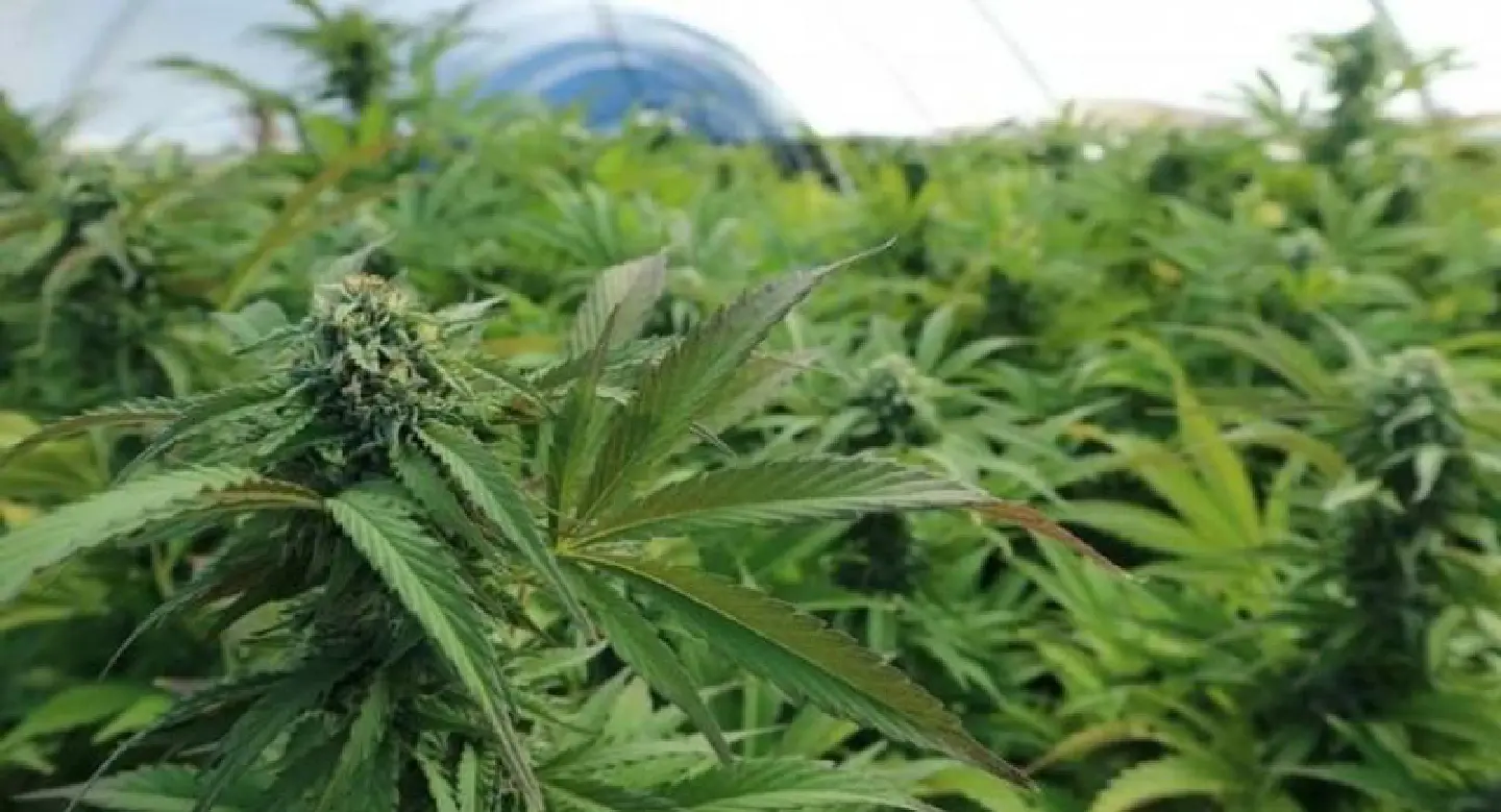 Cannabis amnesty this week