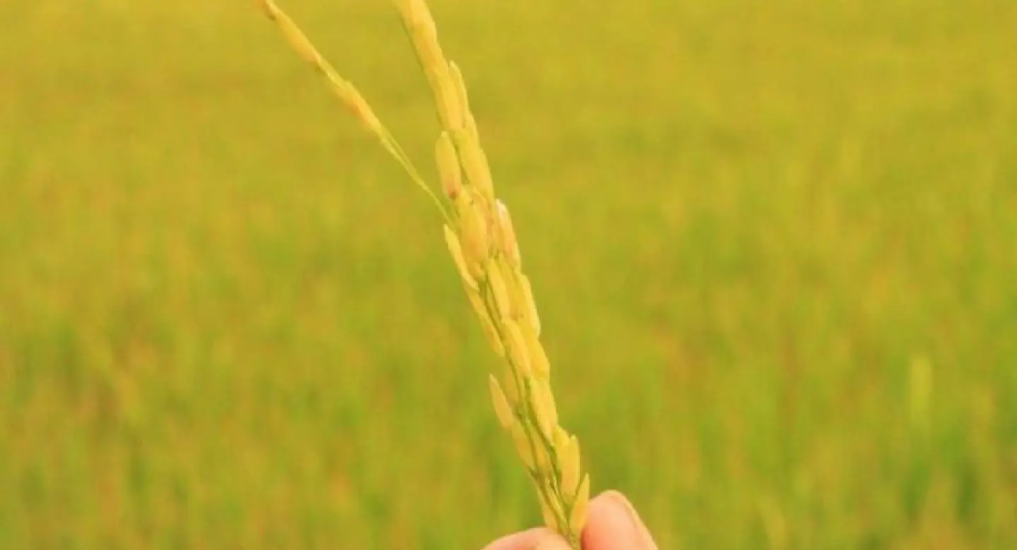 Controversial Rice Bill back in NLA after tweaks Controversial Rice Bill back in NLA after tweaks
