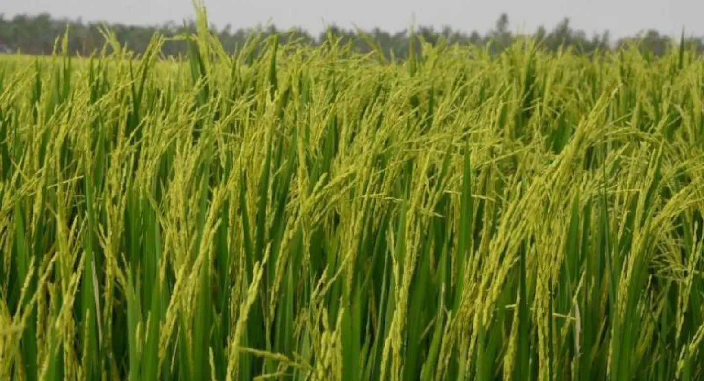 Rice bill ‘postponed indefinitely’ as champion predicts next attempt will be more difficult Rice bill ‘postponed indefinitely’ as champion predicts next attempt will be more difficult