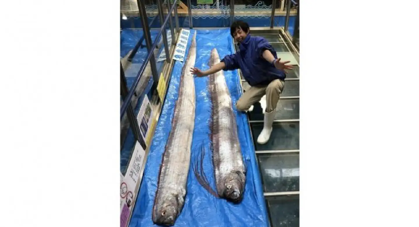 Hot : Rare oarfish, seen as harbingers of doom, snagged in Japan Hot : Rare oarfish, seen as harbingers of doom, snagged in Japan
