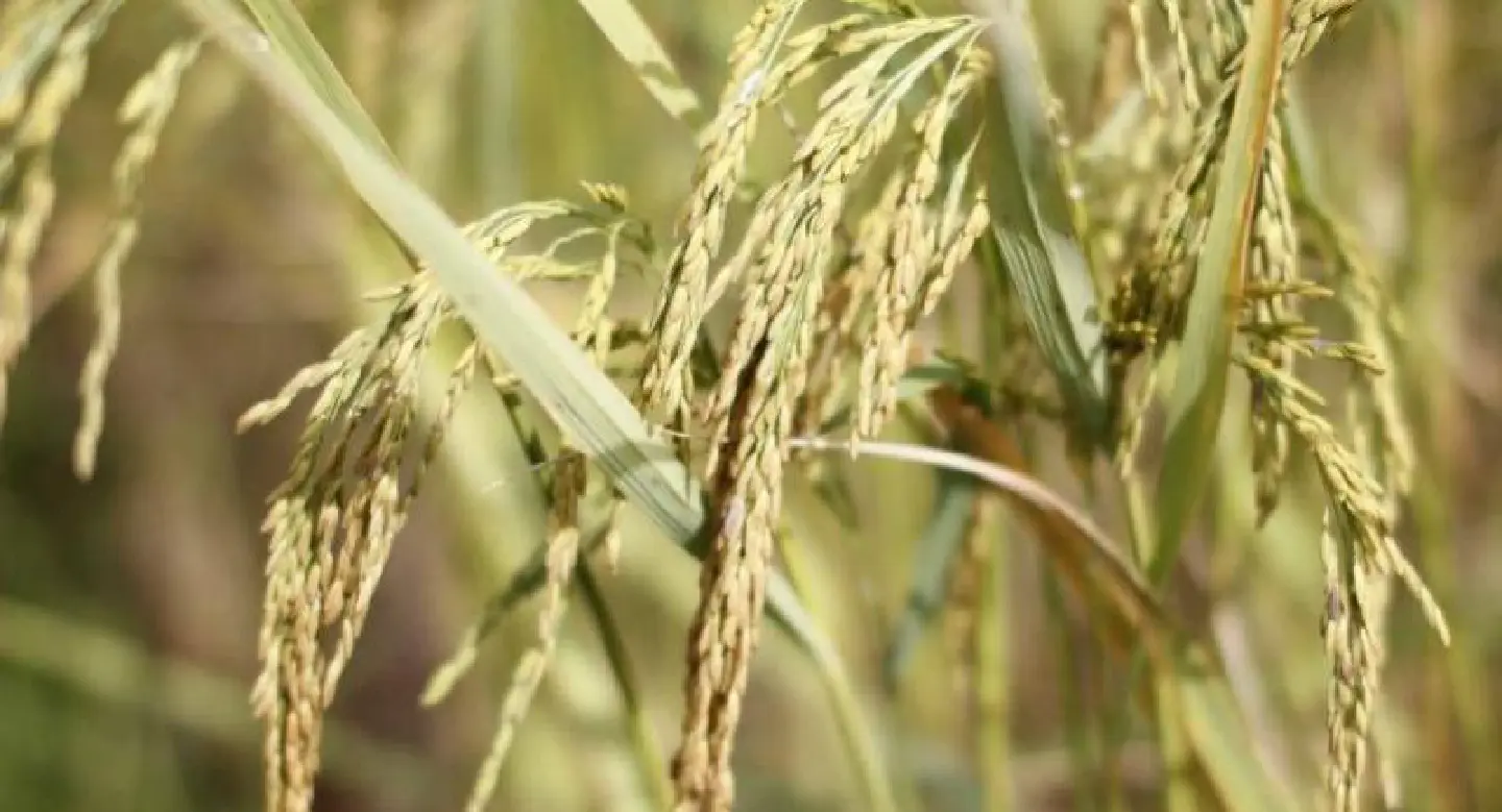 Best parts of the deferred Rice Bill should be retained: Farmers’ network Best parts of the deferred Rice Bill should be retained: Farmers’ network