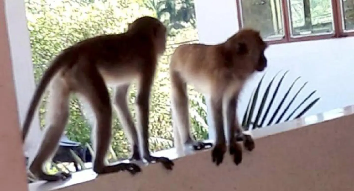 Hungry monkeys raid Krabi college