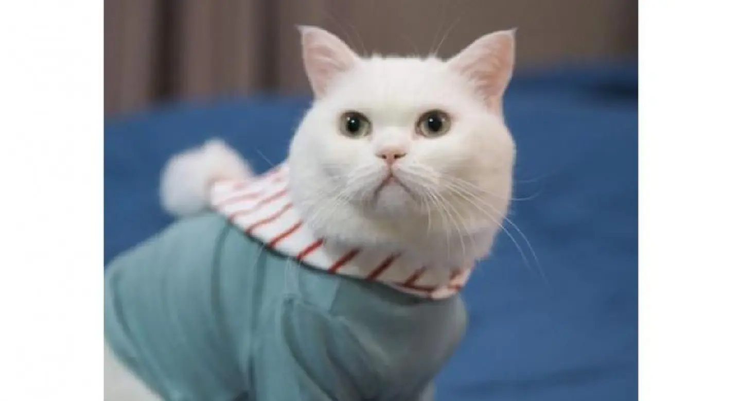 Cats assemble for festival of cute Cats assemble for festival of cute