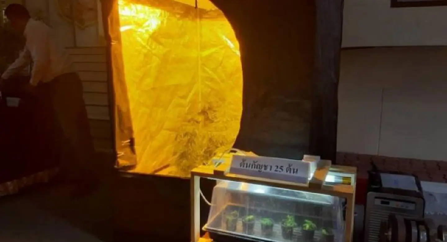 US man, Thai woman arrested in raids on cannabis factories US man, Thai woman arrested in raids on cannabis factories