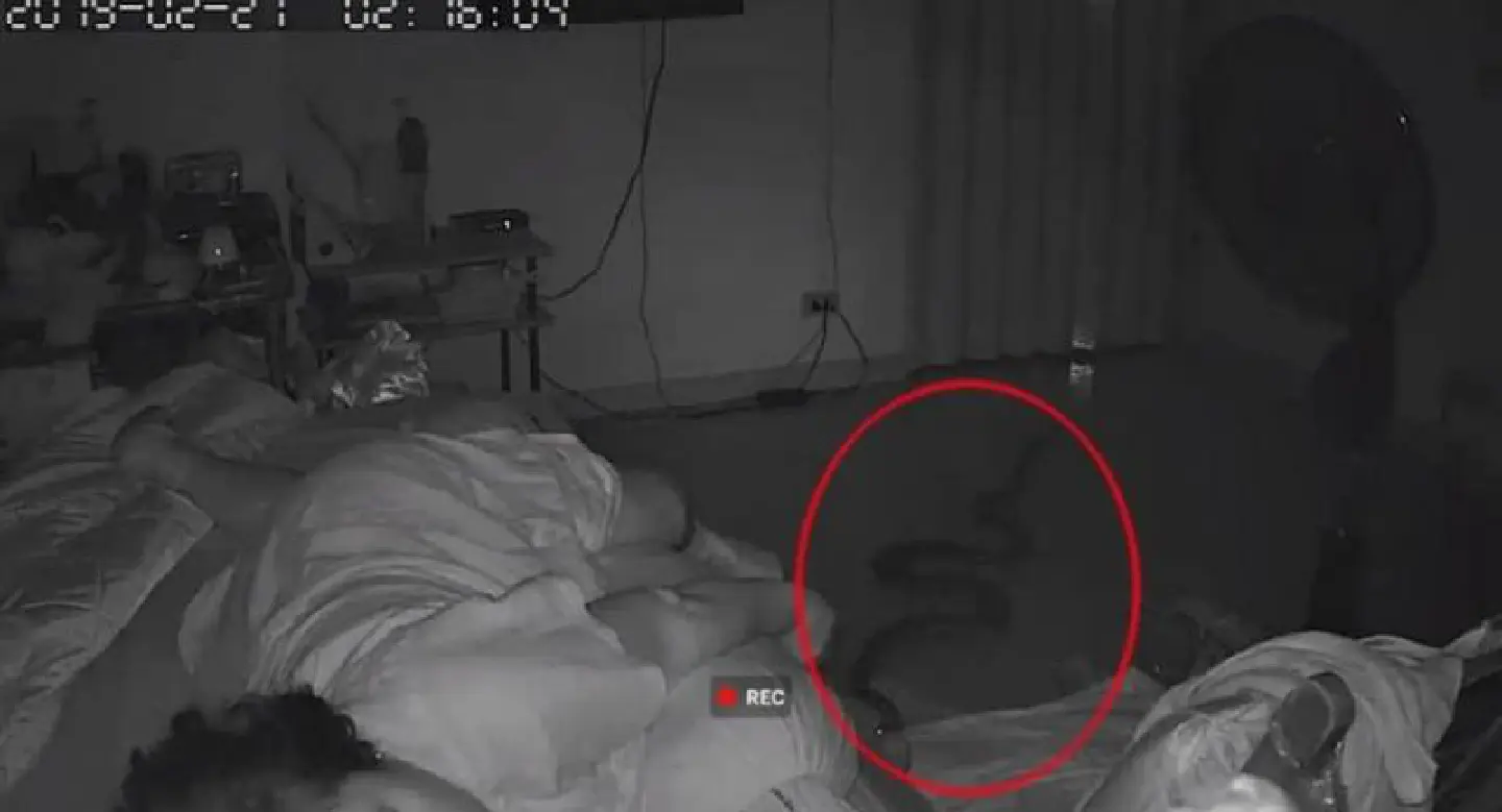 Snake slithers into Bangkok woman's bedroom Snake slithers into Bangkok woman's bedroom