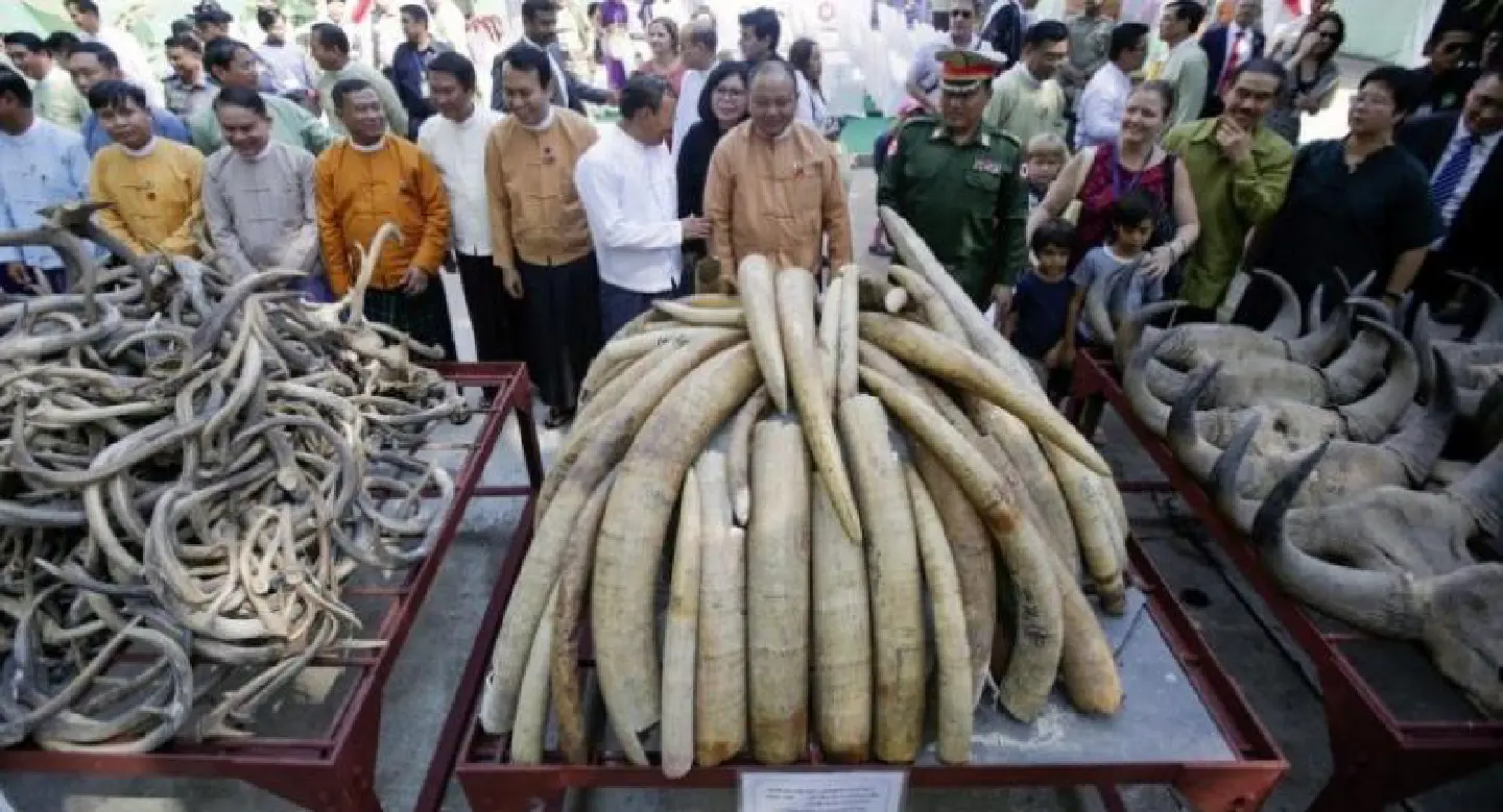 Ivory destroyed on World Wildlife Day in Yangon