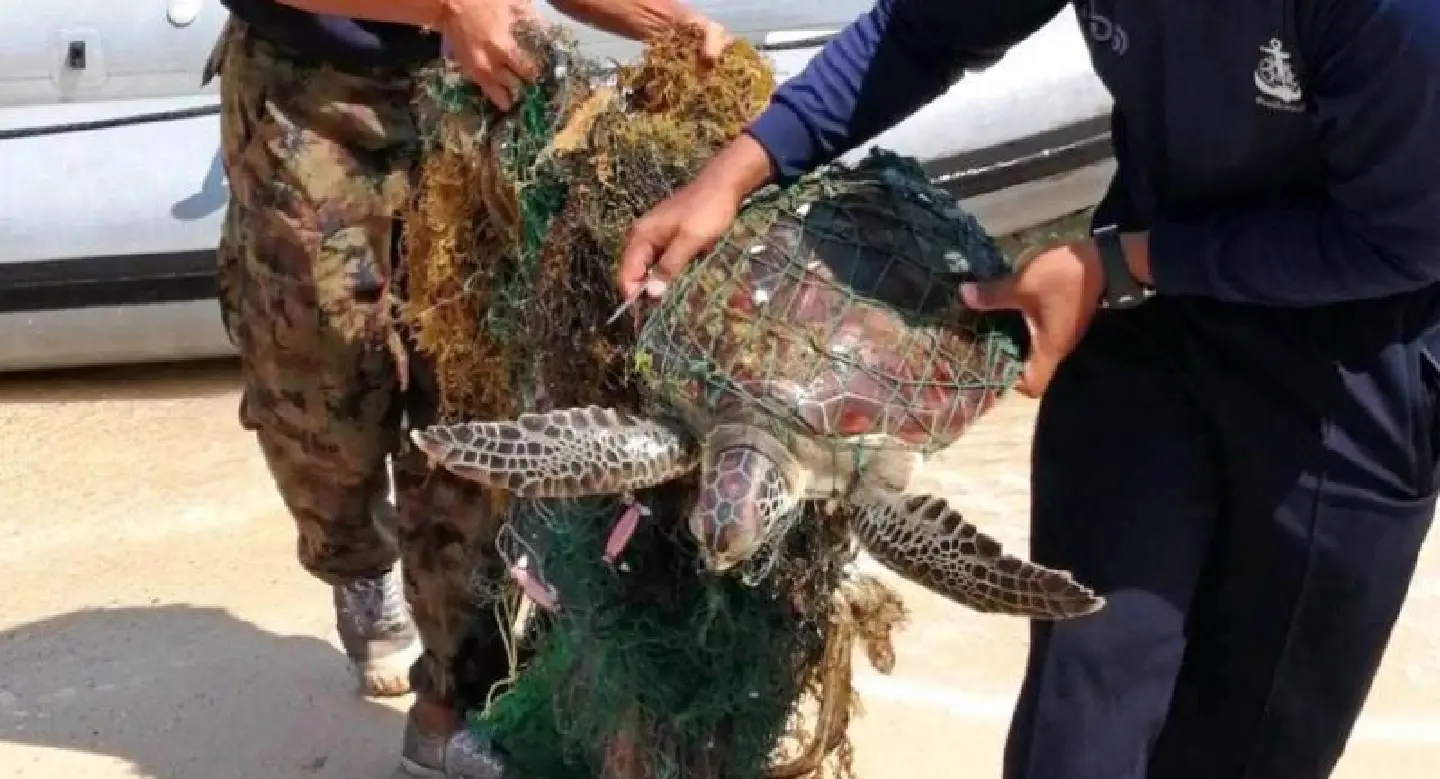 UN for first time places day’s focus on threats to undersea ecosystem