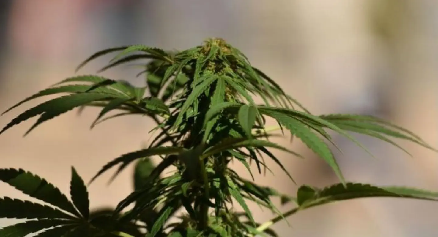 Warning for those seeking pot amnesty