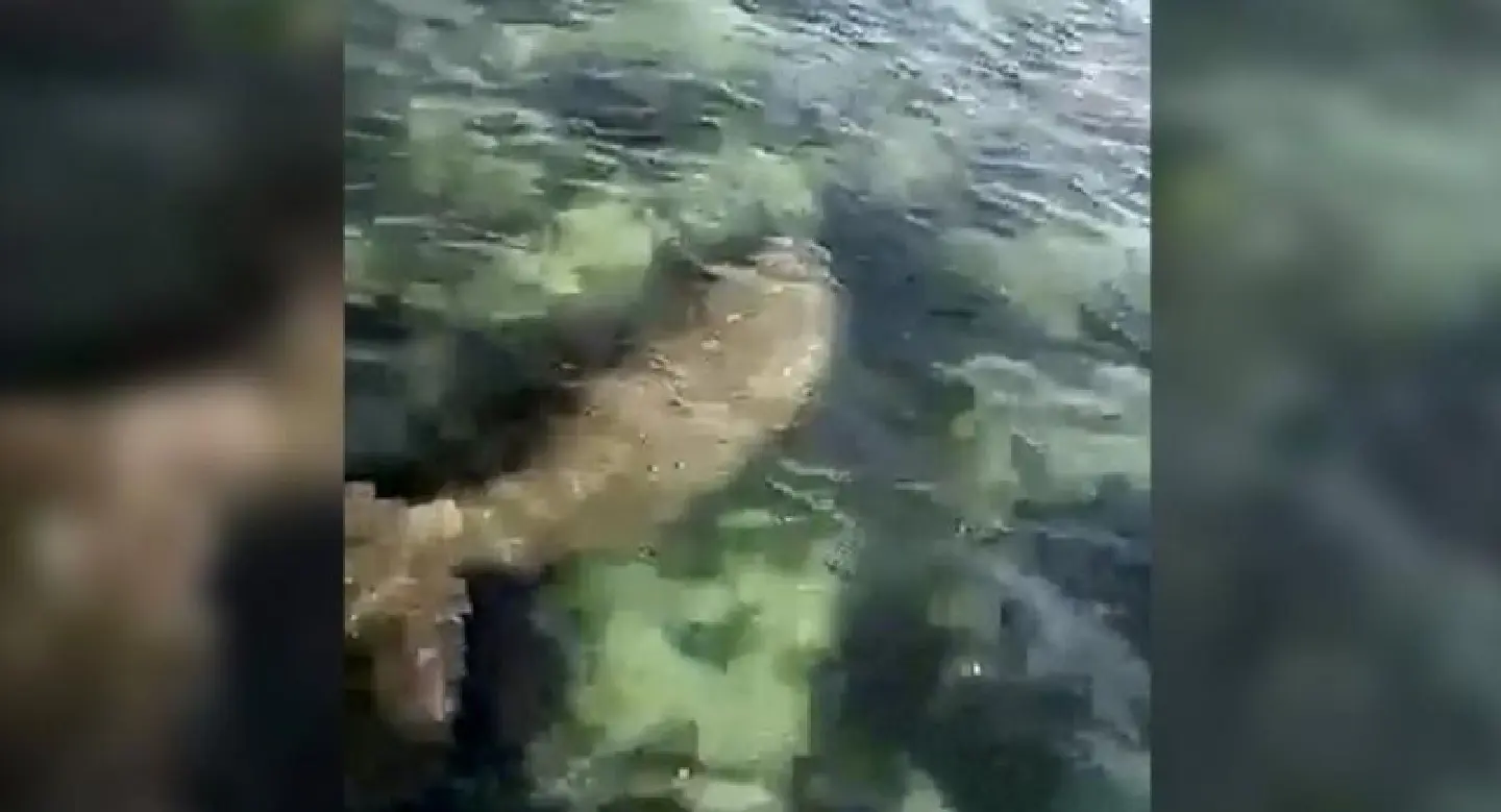 Mums with babies among dugongs sighted in Trang sea