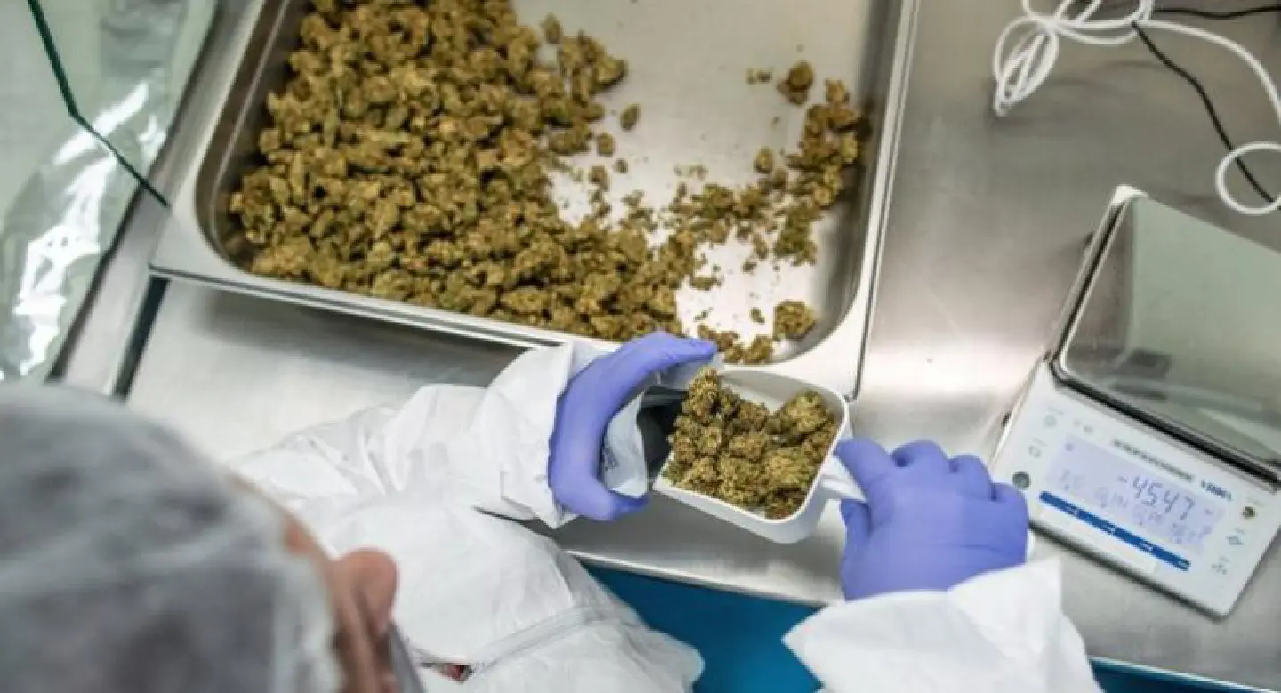 Safety ‘top priority’ for cannabis growers Safety ‘top priority’ for cannabis growers