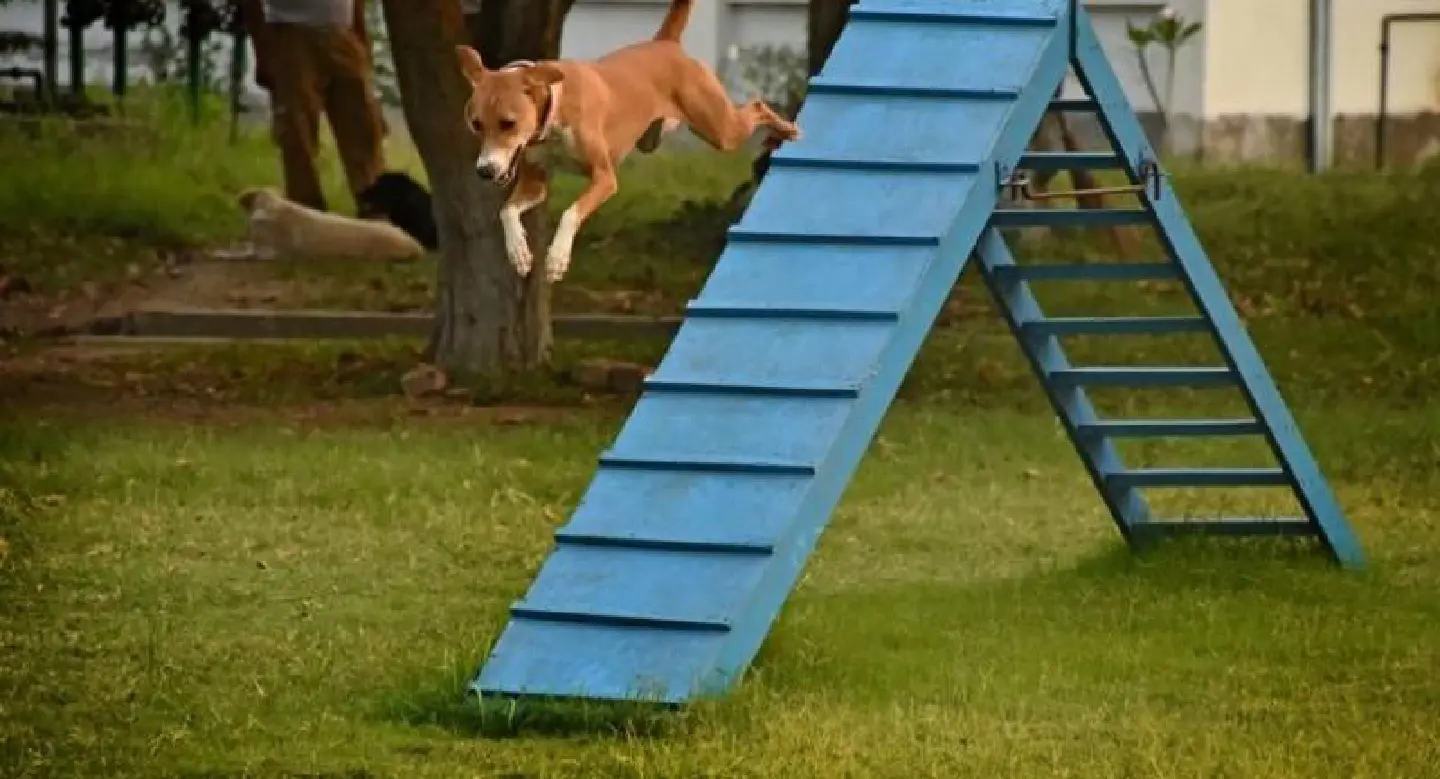  Stray pup emerges top dog in elite Indian sniffer squad