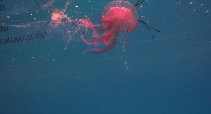 Plastic floats along with marine animals in the seas and lands ashore. Photos courtesy of WWF.