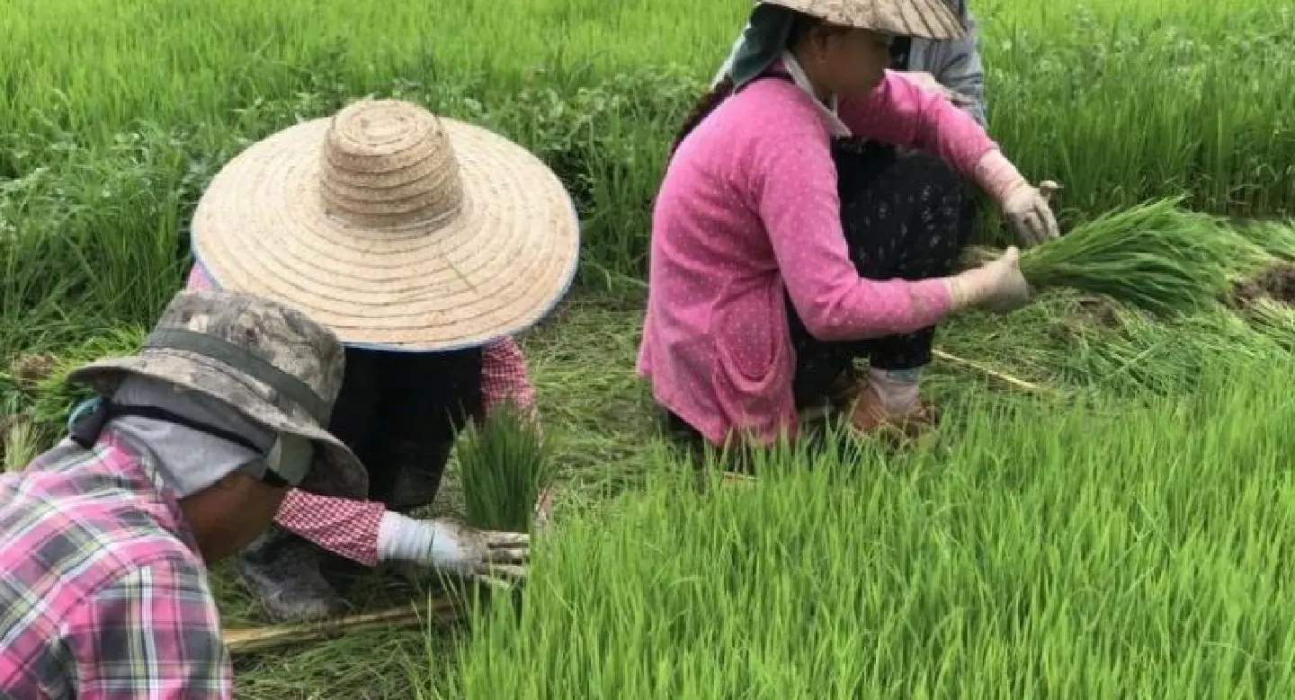 ANALYSIS: Farmers’ rights must be priority in next try at rice bill