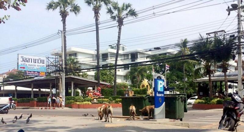 Stray dogs to be rounded up on Jomtien Beach