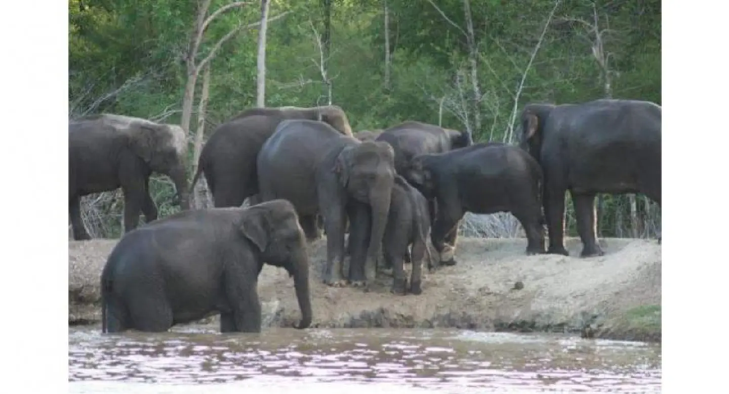 Sanctuary chief spurns idea for taming Kanchanaburi’s roving pachyderms Sanctuary chief spurns idea for taming Kanchanaburi’s roving pachyderms