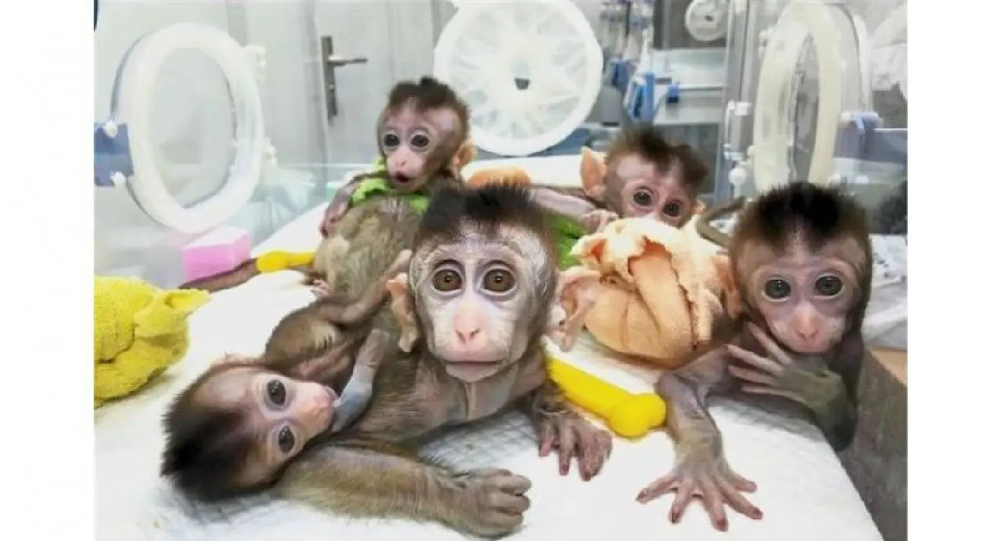 China clones gene-edited monkeys to aid research
