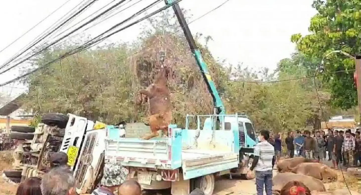 Two men, 16 buffaloes injured in Payao truck accident Two men, 16 buffaloes injured in Payao truck accident